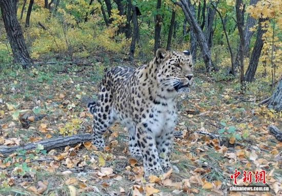 2025���ږ|���������ҹ��@�Ĕz�Ė|������(��ҕ��ý���D)