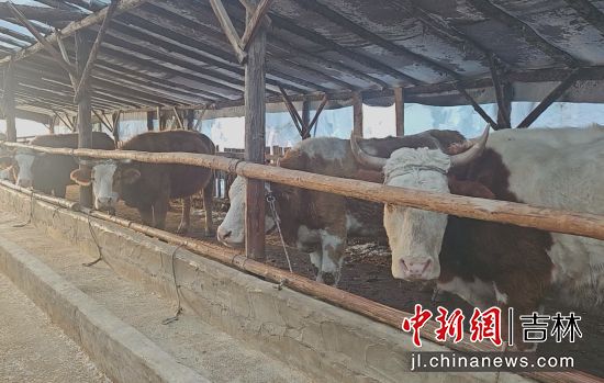 安圖縣委宣傳部/供圖 安圖縣委宣傳部/供圖