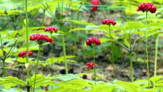 �����J(r��n)�C�����D�˅������ء���Ȧ